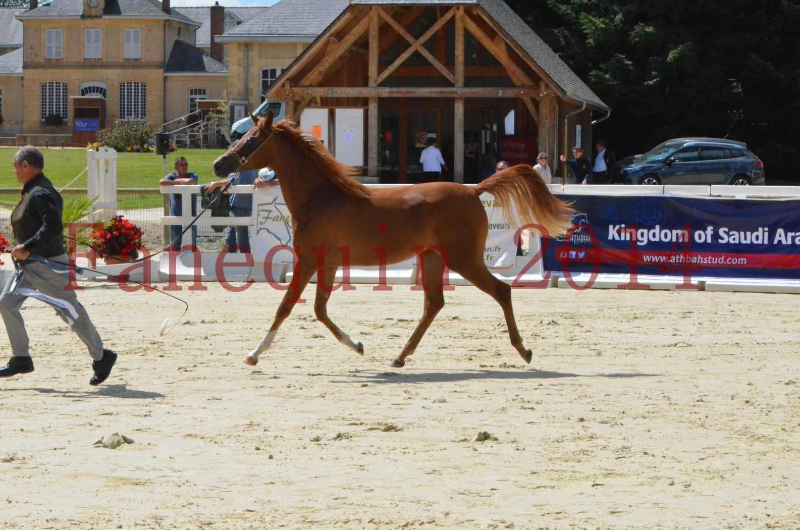 Championnat de FRANCE 2014 - Amateurs - SH CALLAS BINT ARMANI - 65