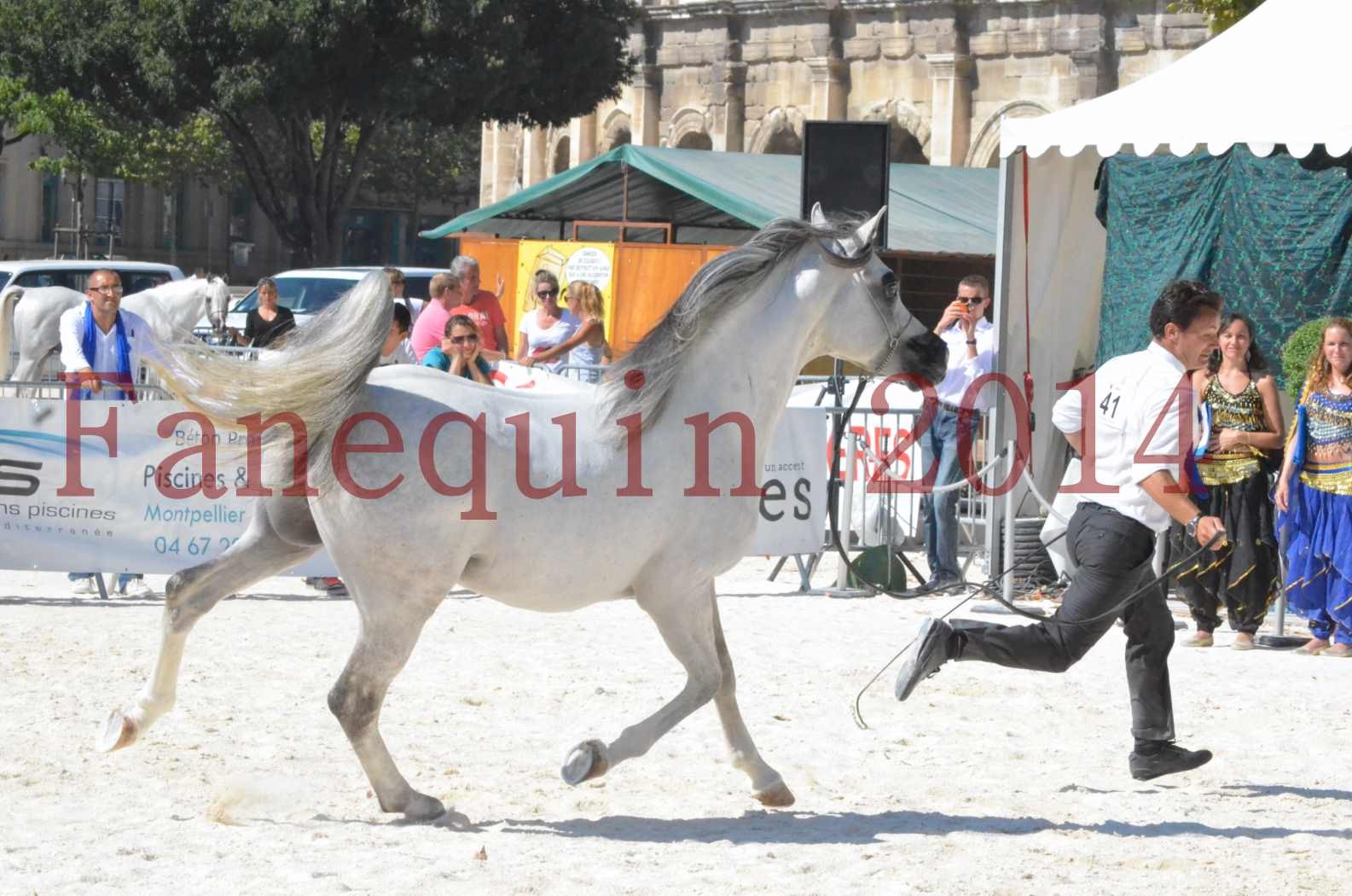 Concours National de Nîmes de chevaux ARABES 2014 - Sélection - SHAOLIN DE NEDJAIA - 60