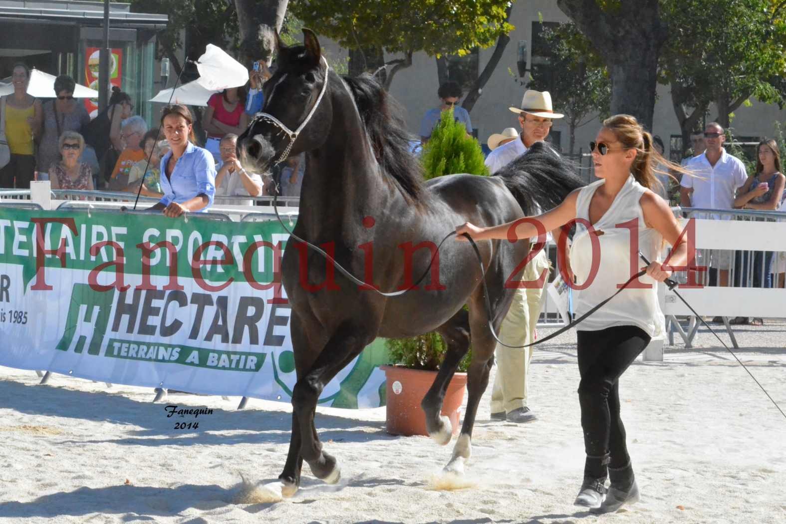 Concours National de Nîmes de chevaux ARABES 2014 - Notre Sélection - BALTYK DE CHAUMONT - 2