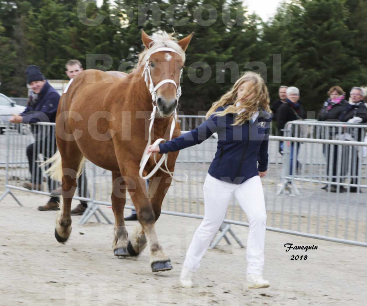 Concours Régional "OCCITANIE" de Chevaux de Traits à REQUISTA en 2018 - FIDJY DE GRILLOLES - 6