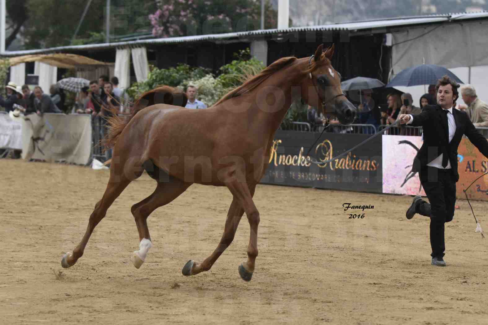 Championnat du pur-sang arabe de la Méditerranée et des pays arabes - MENTON 2016 - FARAH AL SHAQAB - Notre Sélection - 01