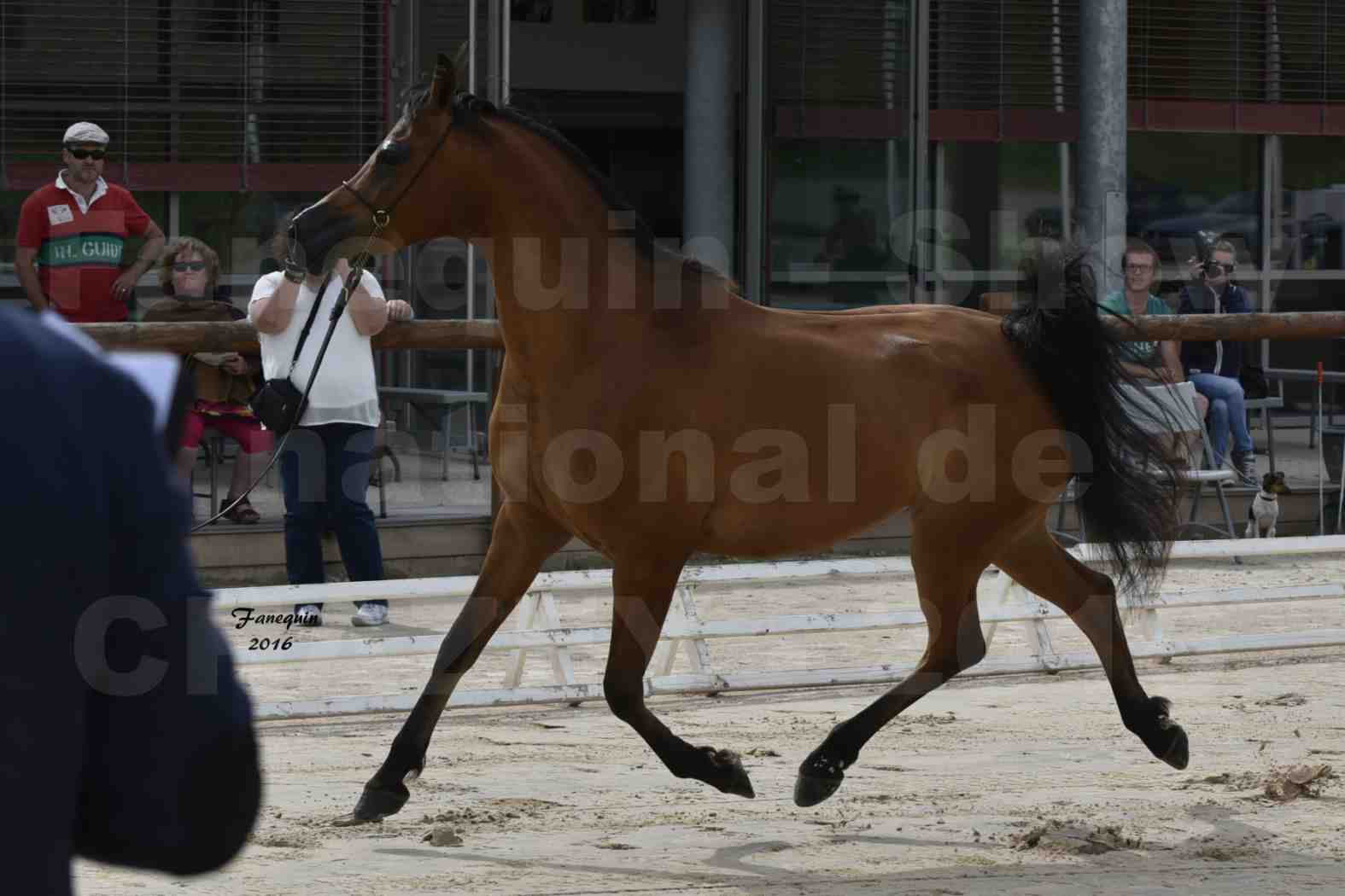 Show National de CHAZEY sur AIN en 2016 - ABHA TALAWA - 01