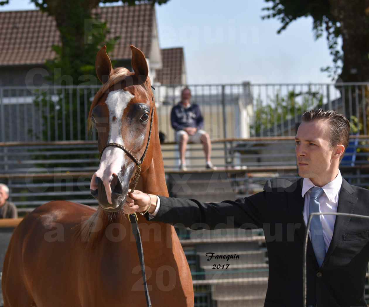 Championnat de France de Chevaux Arabes à Pompadour en 2017 - HAMASAT ALBIDAYER - Portraits - 3