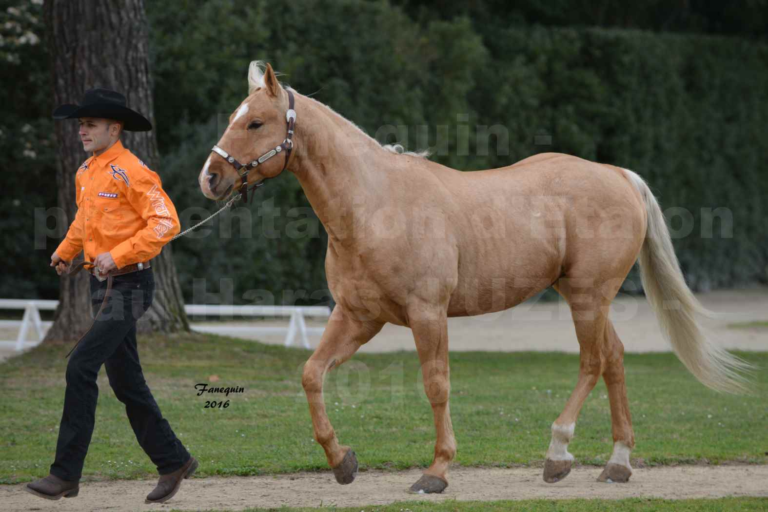 Présentation d’Étalons aux Haras d'UZES en 2016 - Présentation en longe - SONY - QUATER - 3