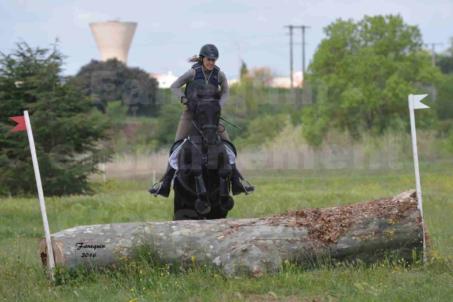 Elevage ARABOFRISON de Noémie CHARNAY - Étalon ARABOFRISON - ARDAN DU BELIER - 18