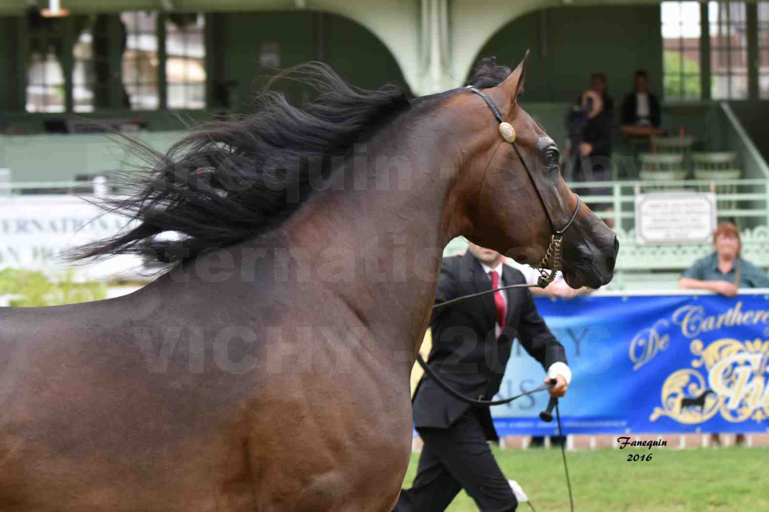 International Arabian Horse Show B de VICHY 2016 - MILLIAR - Notre Sélection - Portraits - 1