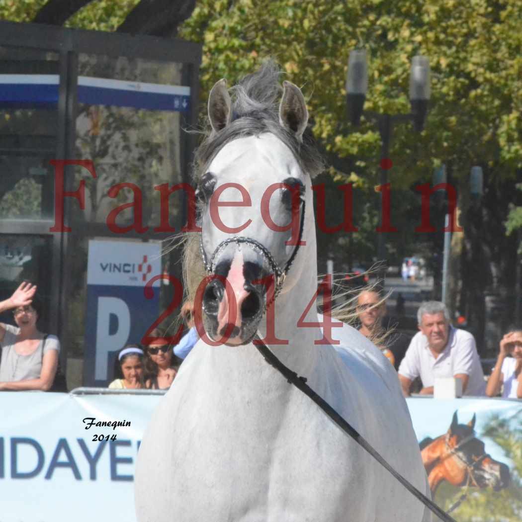 Concours National de Nîmes de chevaux ARABES 2014 - Notre Sélection - Portraits - SHAOLIN DE NEDJAIA - 14