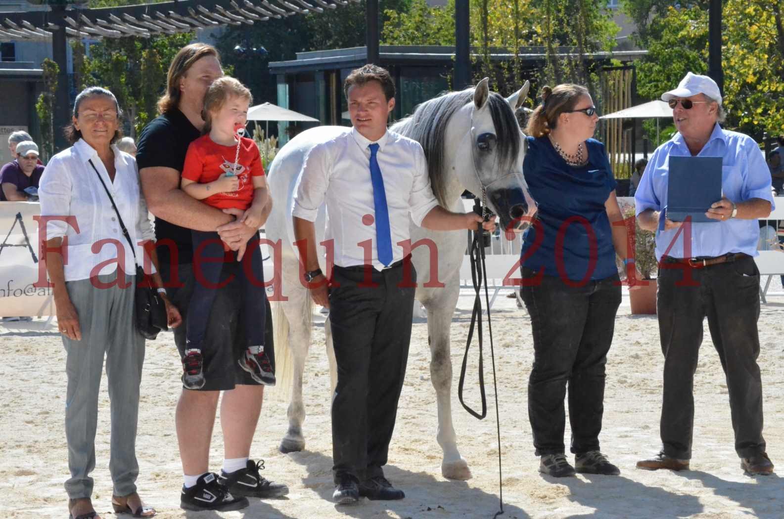 Concours National de Nîmes de chevaux ARABES 2014 - Sélection - SHAOLIN DE NEDJAIA - 91