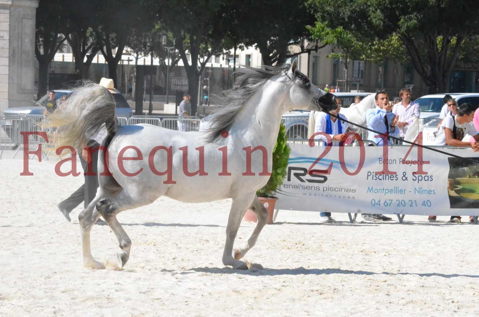 Concours National de Nîmes de chevaux ARABES 2014 - Sélection - SHAOLIN DE NEDJAIA - 20