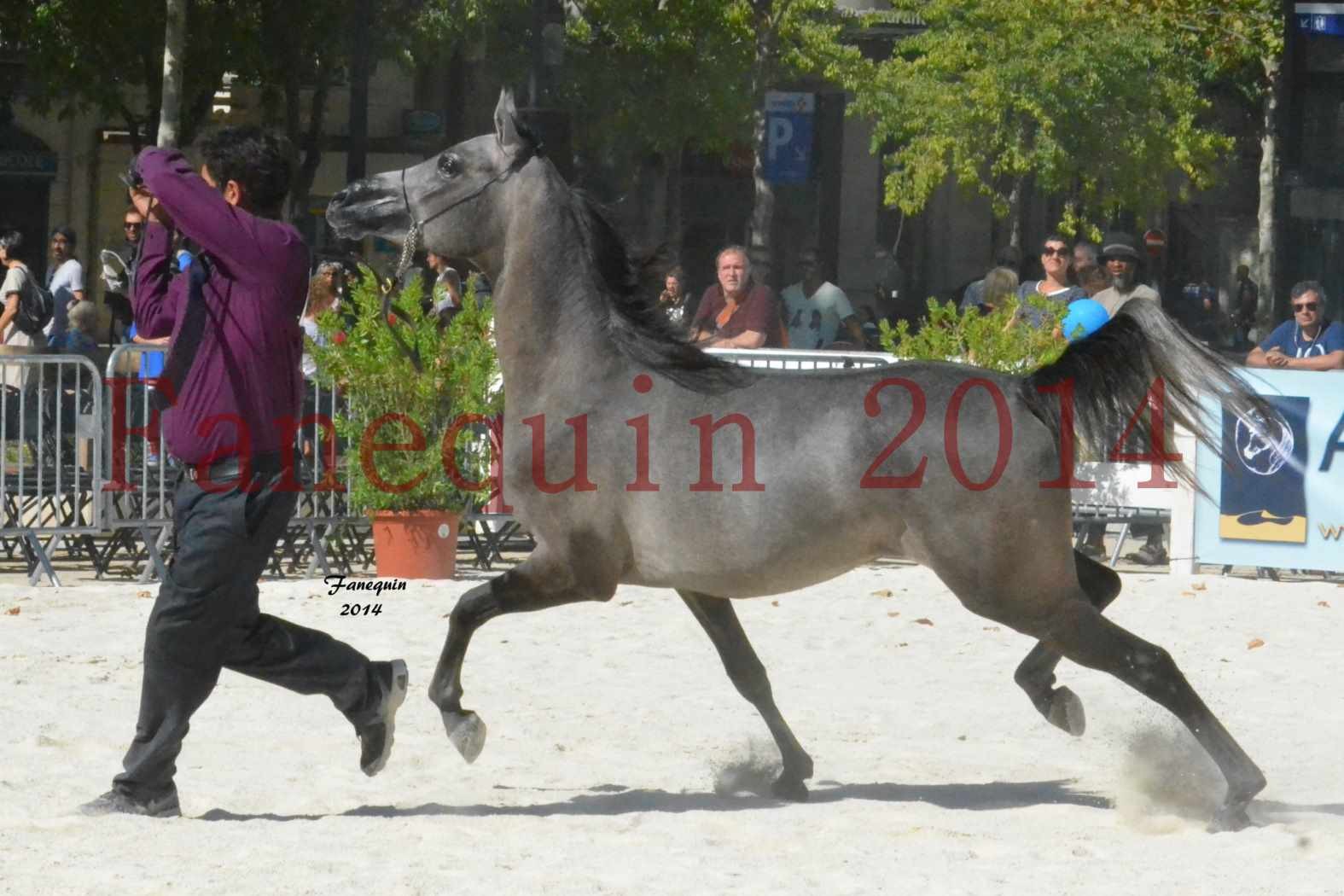 Concours National de Nîmes de chevaux ARABES 2014 - Notre Sélection - JOSEPH'S BOUZIOLS - 18