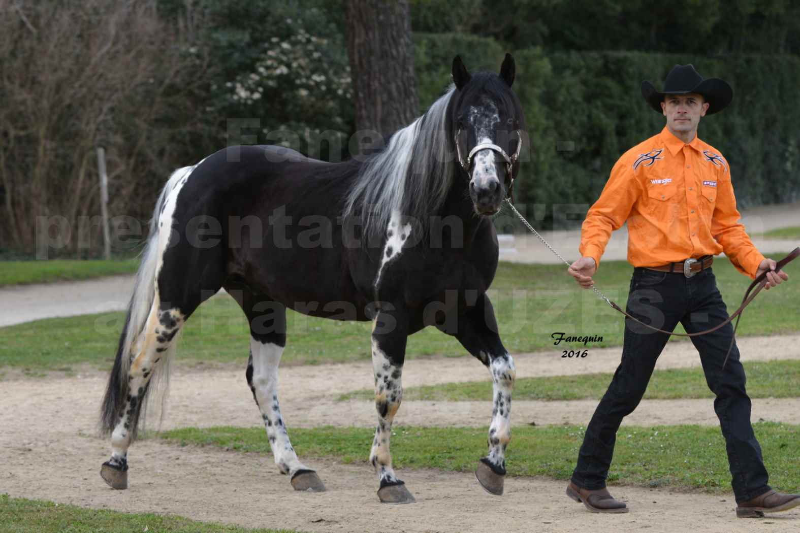 Présentation d’Étalons aux Haras d'UZES en 2016 - Présentation en longe - LAS VEGAS - PAINT - 1