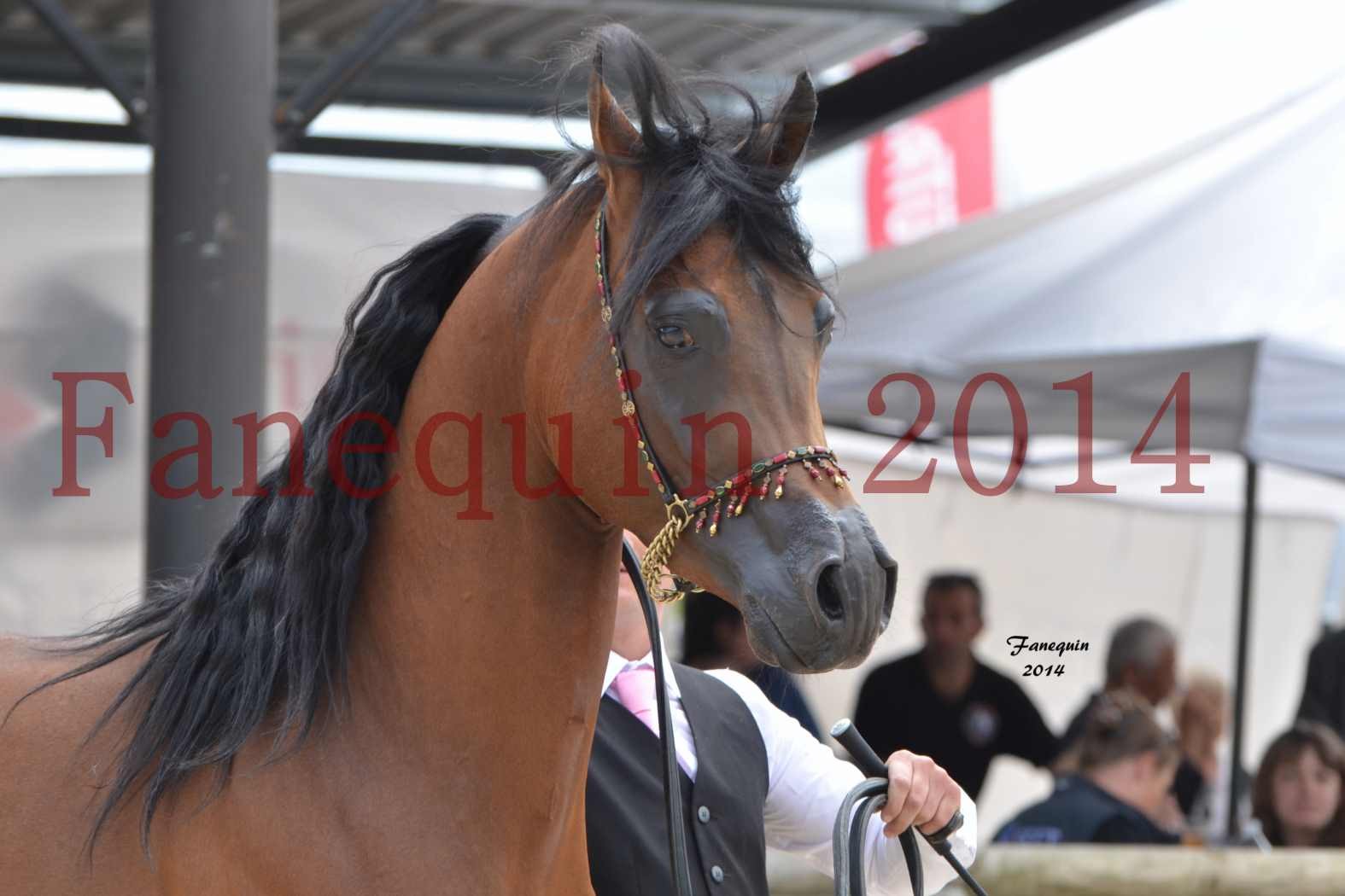 Show International de Chevaux ARABES 2014 à BORDEAUX - Notre Sélection - Portraits - ABSOLUT DE DJOON - 1