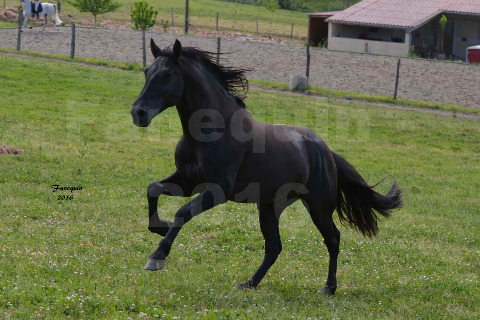 Chevaux PRE de l'élevage DEL TESSUOR - Frédérique VIGNE - 12