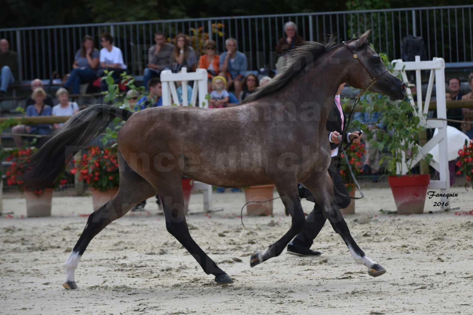 Championnat de France de chevaux Arabes 2016 à Pompadour - AÏNHOA MA PTIT FOLIE - 02