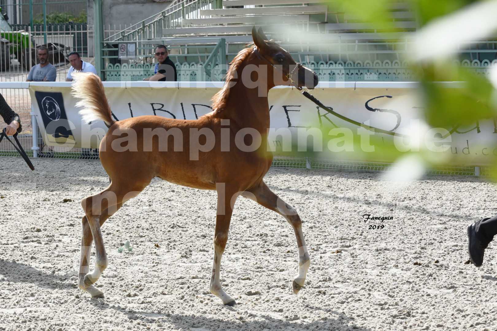 Championnat de France des chevaux Arabes en 2019 à VICHY - SH CYRENE - 4