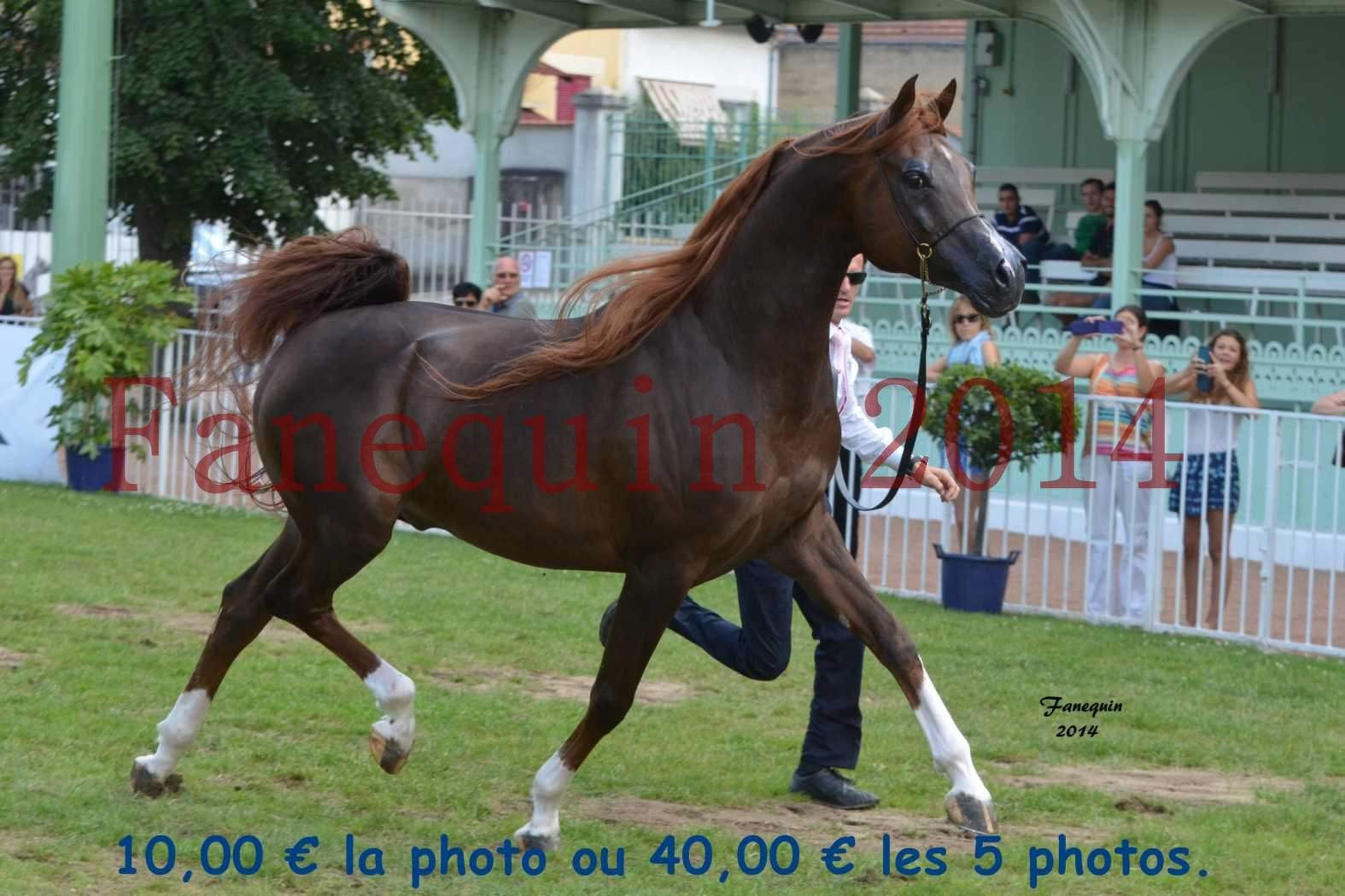 Parade des étalons - IM BAYARD CATHARE - en mouvement - 01