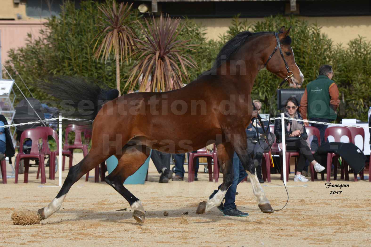 Présentation d’Étalons aux Haras d'UZES - Présentation en longe - TS GRADADELL - 2