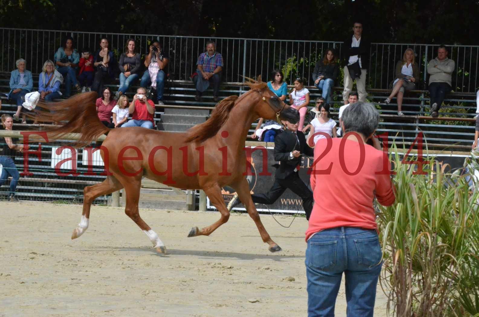 ﻿CHAMPIONNAT DE FRANCE 2014 A POMPADOUR - Championnat - KINSHASA JA - 16