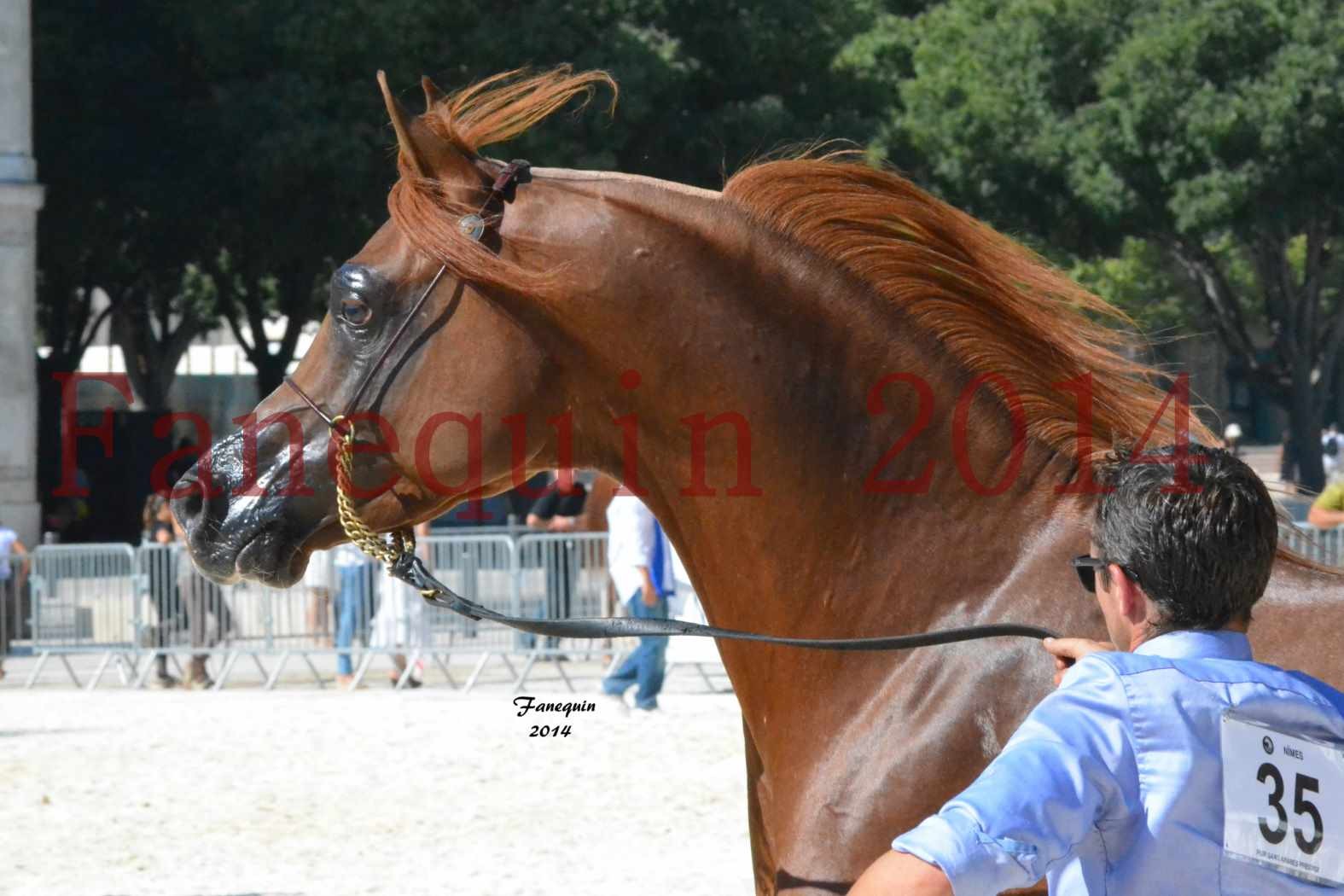 Concours National de Nîmes de chevaux ARABES 2014 - Notre Sélection - Portraits - AINHOA LE BASQUE - 2