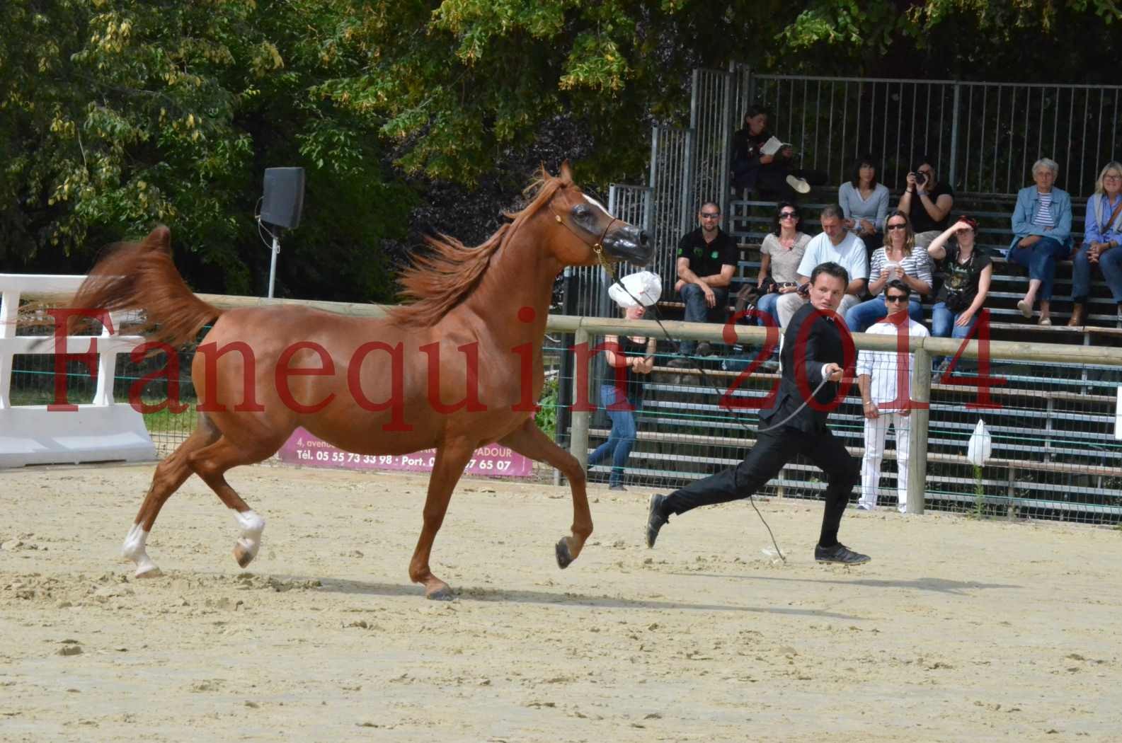 ﻿CHAMPIONNAT DE FRANCE 2014 A POMPADOUR - Championnat - KINSHASA JA - 12