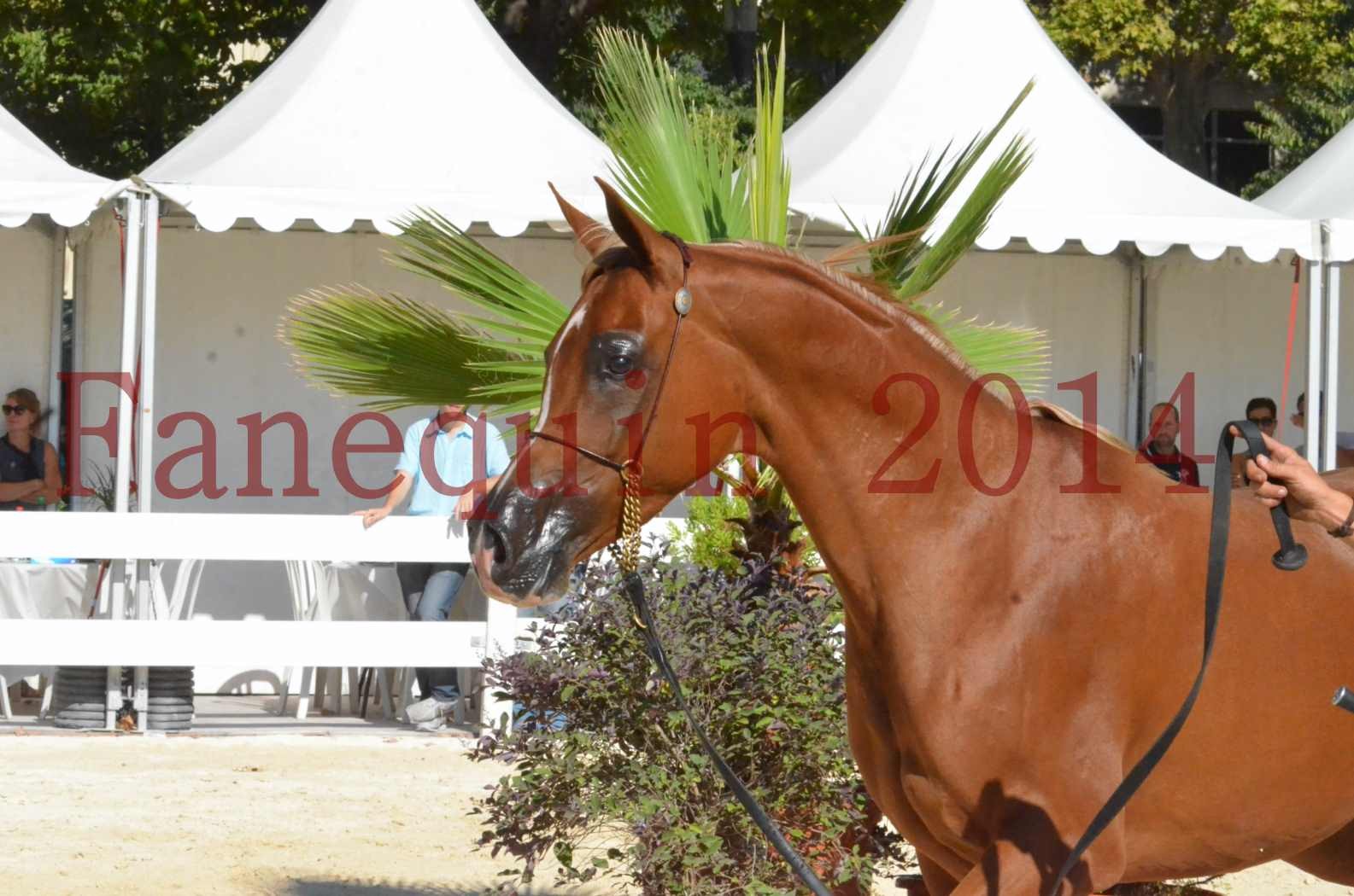 Concours National de Nîmes de chevaux ARABES 2014 - Championnat - MASSAI DE BARREL - 62