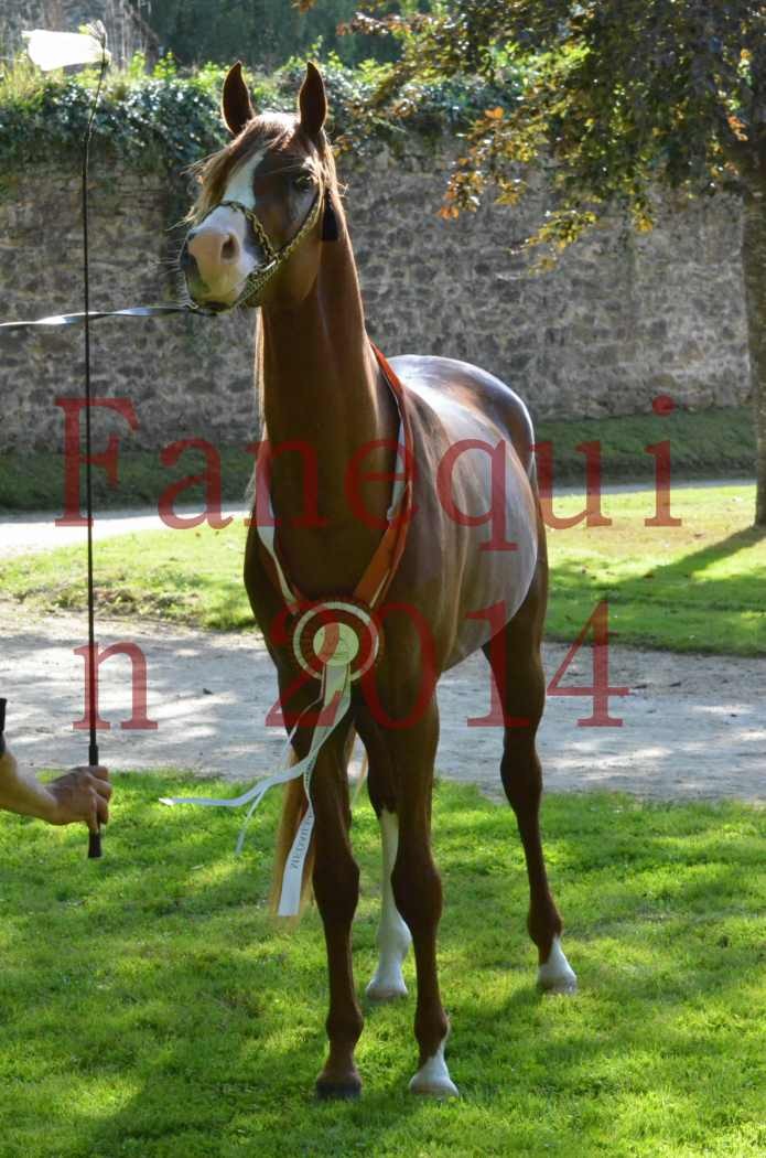 Championnat de FRANCE 2014 - Amateurs - SELECTO IBN SAMAWI - 189