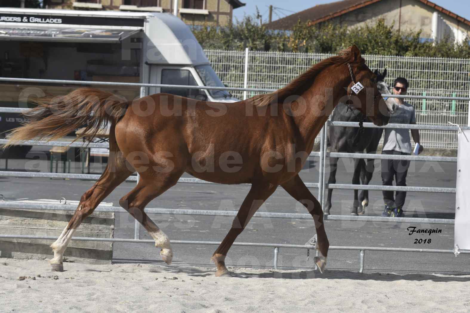 Concours d'élevage de Chevaux Arabes - D. S. A. - A. A. - ALBI les 6 & 7 Avril 2018 - GRIOU DU GRIOU - Notre Sélection - 5