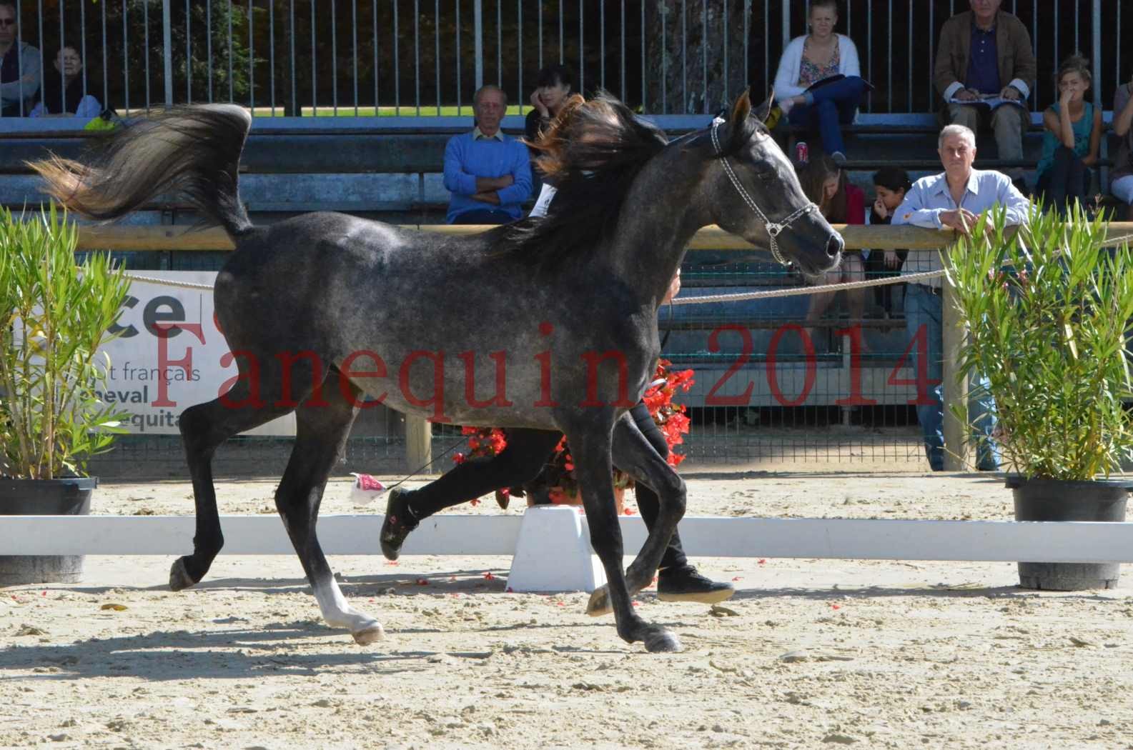 Championnat de FRANCE 2014 - Amateurs - CHTI KAID D'AUBIN - 06