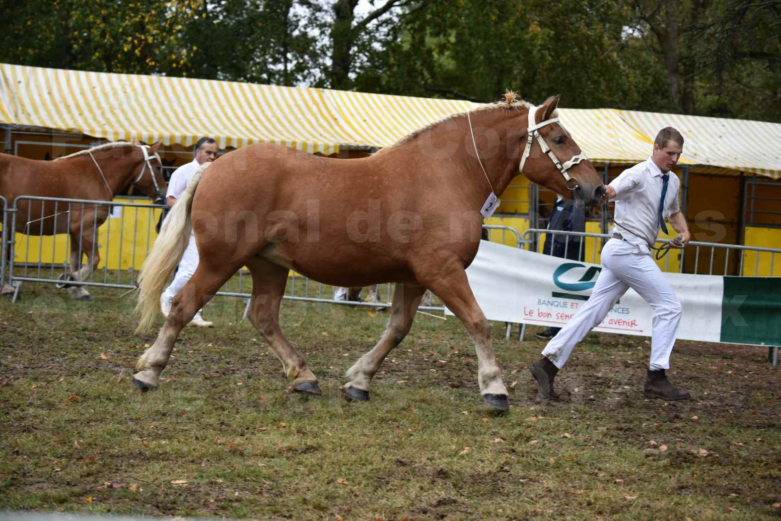 Concours Régional de chevaux de traits en 2017 - Pouliche Trait COMTOIS - EGLANTINE 28 - 02