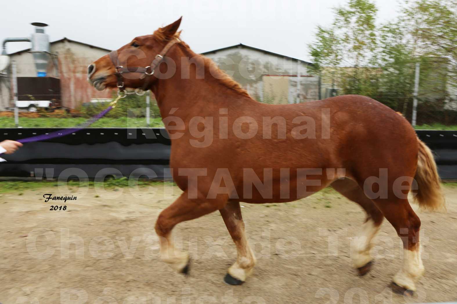 Concours Régional "OCCITANIE" de Chevaux de Traits à REQUISTA en 2018 - GLYCINE 5 - 3