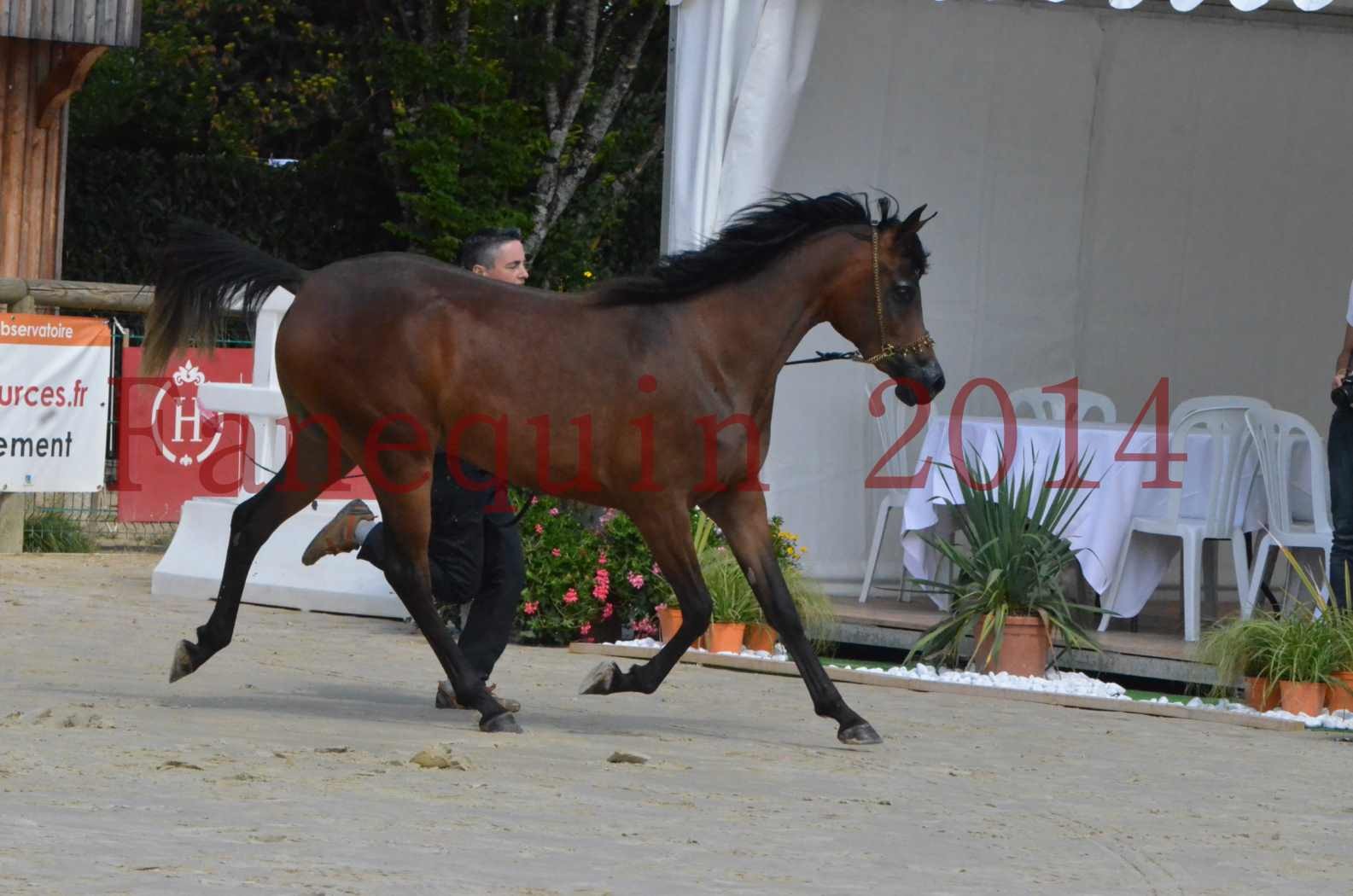 Championnat de FRANCE 2014 - Amateurs - KAL'ELLE D'ELHORIA - 19