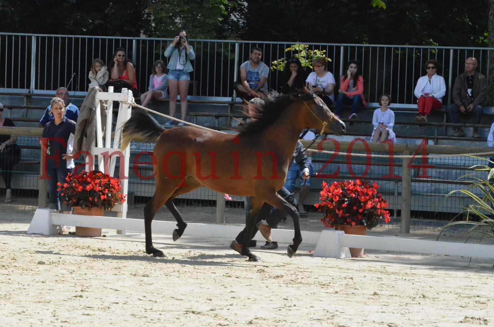 Championnat de FRANCE 2014 - Amateurs - KAL'ELLE D'ELHORIA - 33