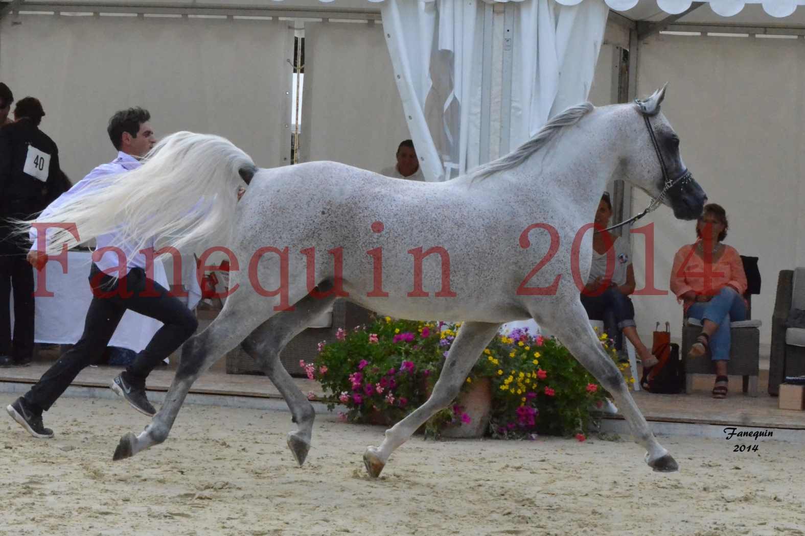 CHAMPIONNAT DE FRANCE  2014 A POMPADOUR - Notre Sélection - SHEYK DE GARGASSAN - 04