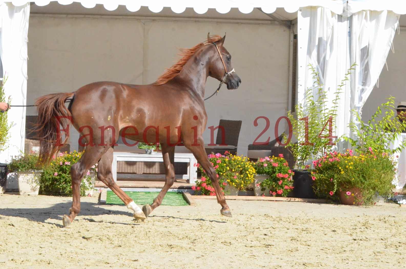 Championnat de FRANCE 2014 - Amateurs - LAMAL - 64