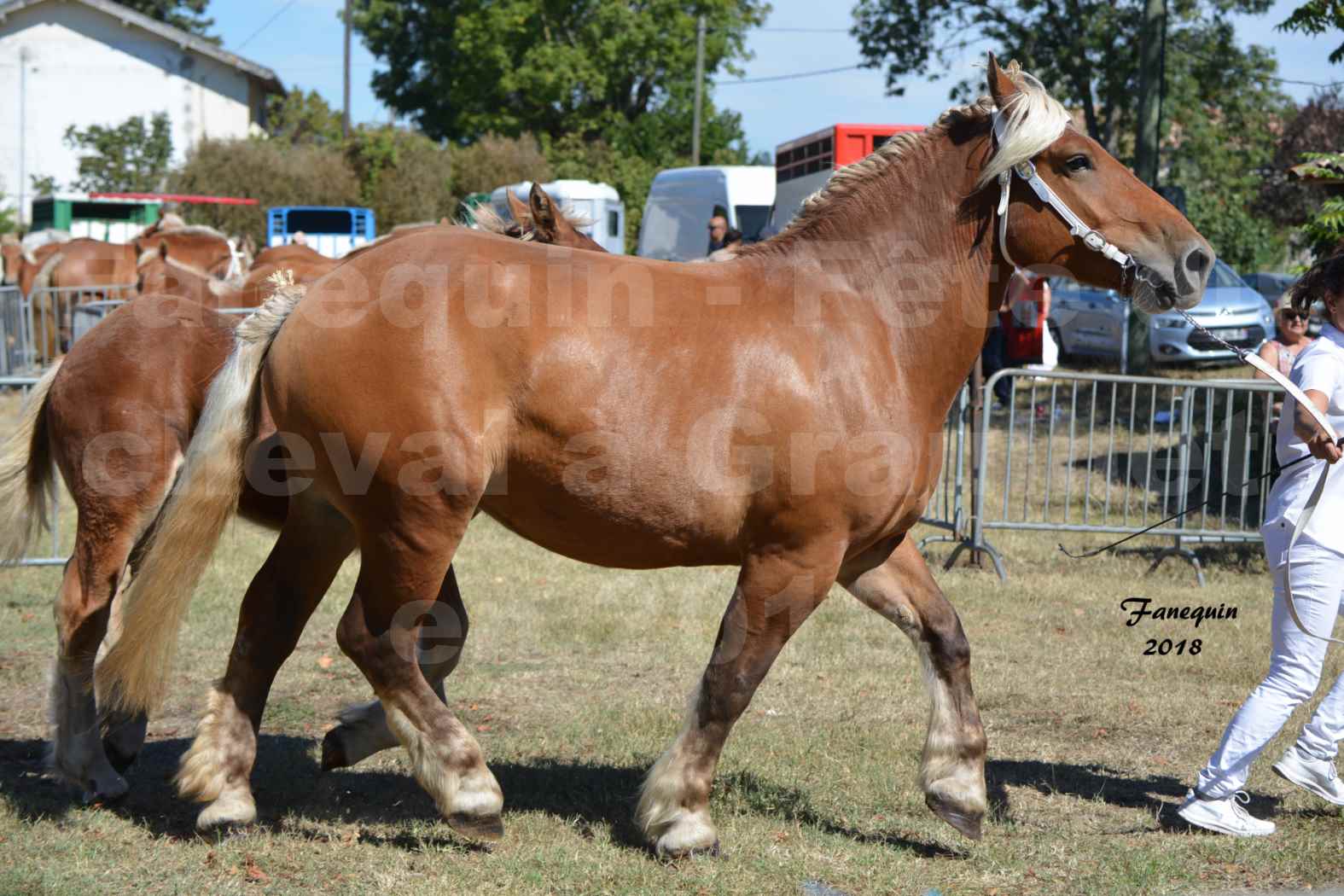 Fête du cheval à GRAULHET le 16 septembre 2018 - Concours Départemental de chevaux de traits - 36