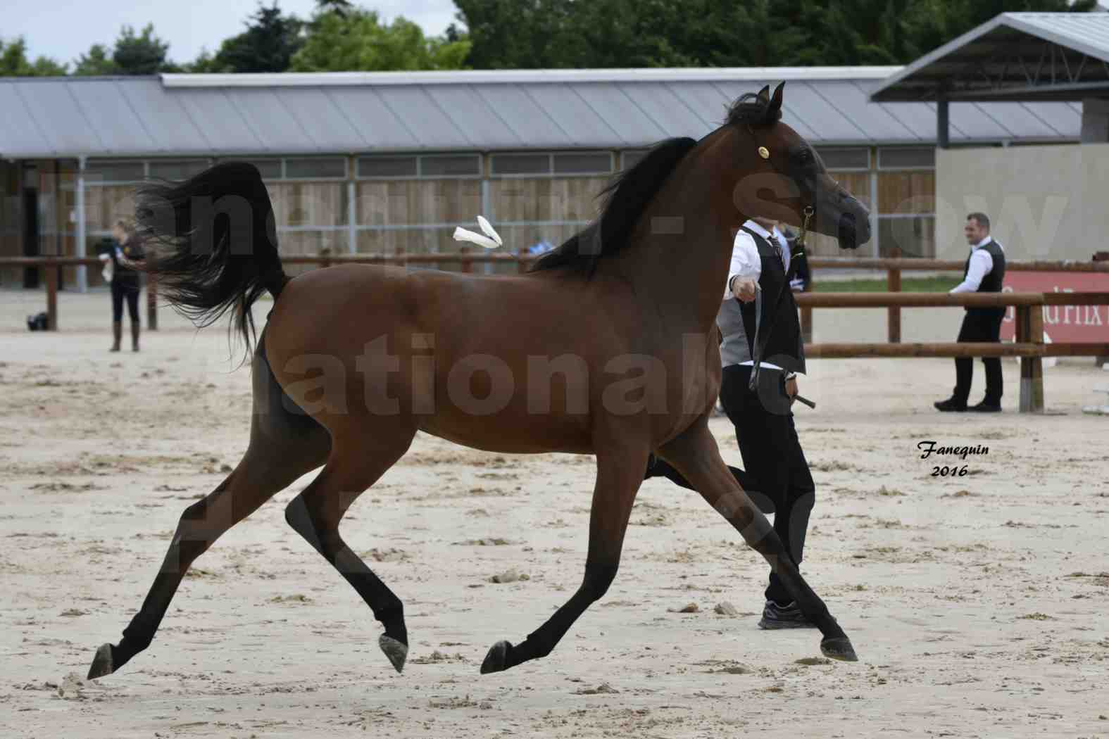 Show national de chevaux arabes de CHAZEY sur AIN - AZIZA DOMITIA - 2