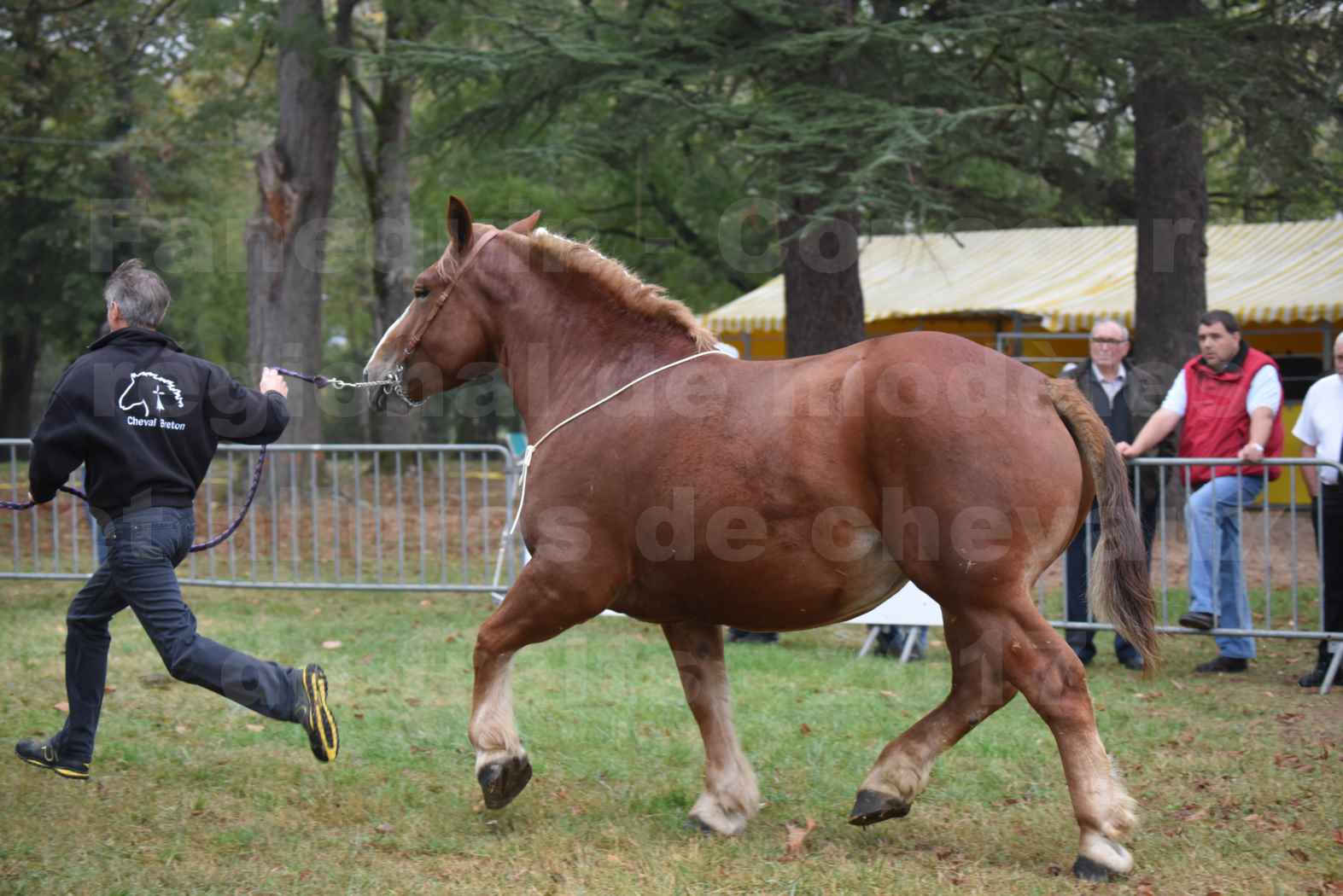 Concours Régional de chevaux de traits en 2017 - Pouliche Trait BRETON - EDEN DE LA GAUGE - 37