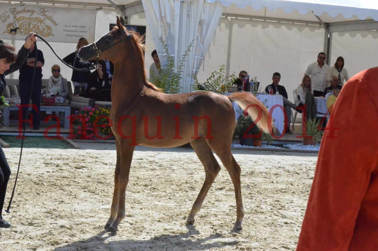 CHAMPIONNAT DE FRANCE 2014 A POMPADOUR - Championnat - TSAR KENZA - 41