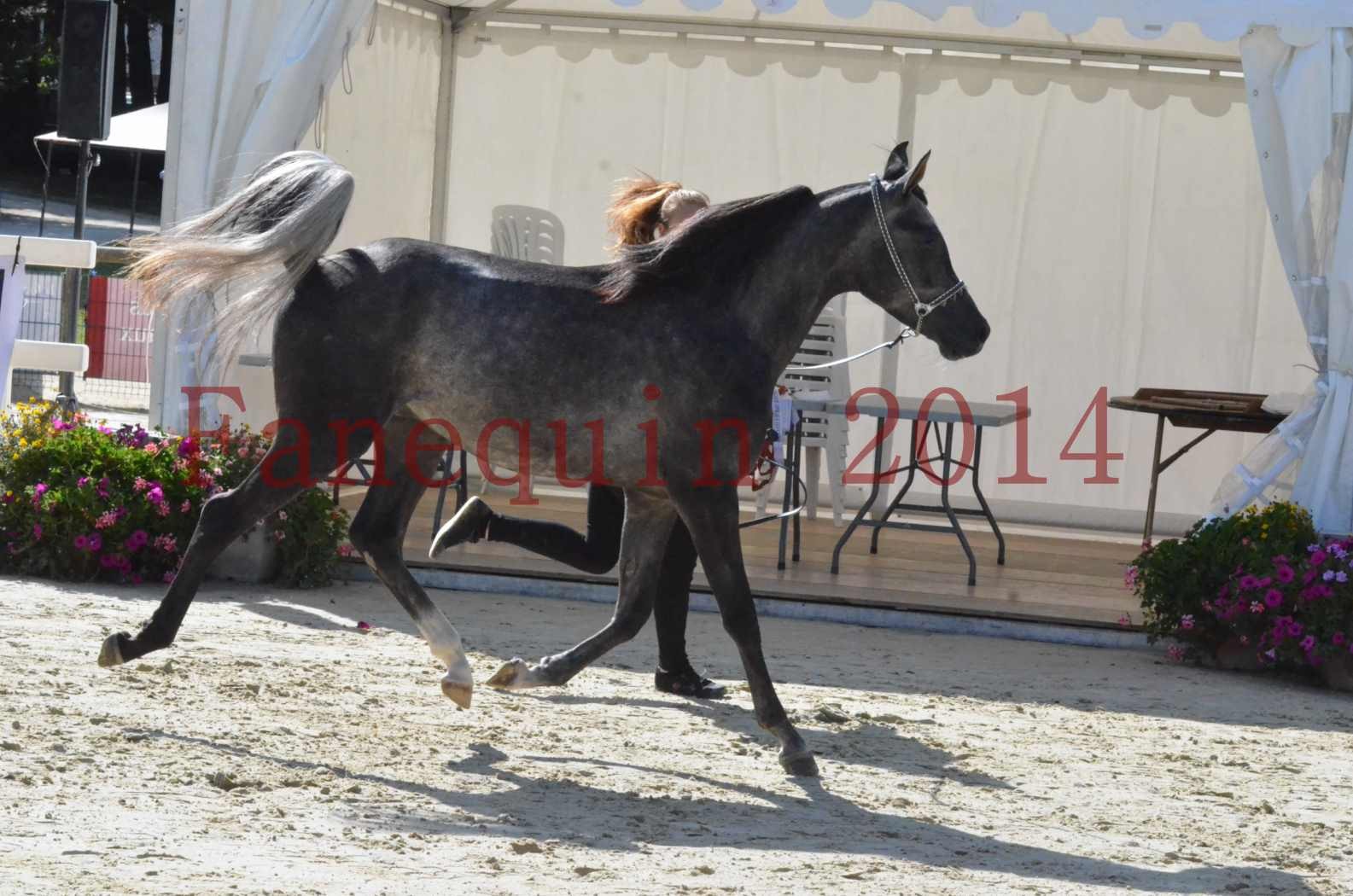 Championnat de FRANCE 2014 - Amateurs - CHTI KAID D'AUBIN - 35