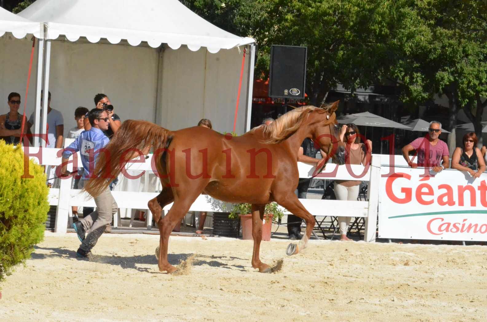 Concours National de Nîmes de chevaux ARABES 2014 - Championnat - MASSAI DE BARREL - 60