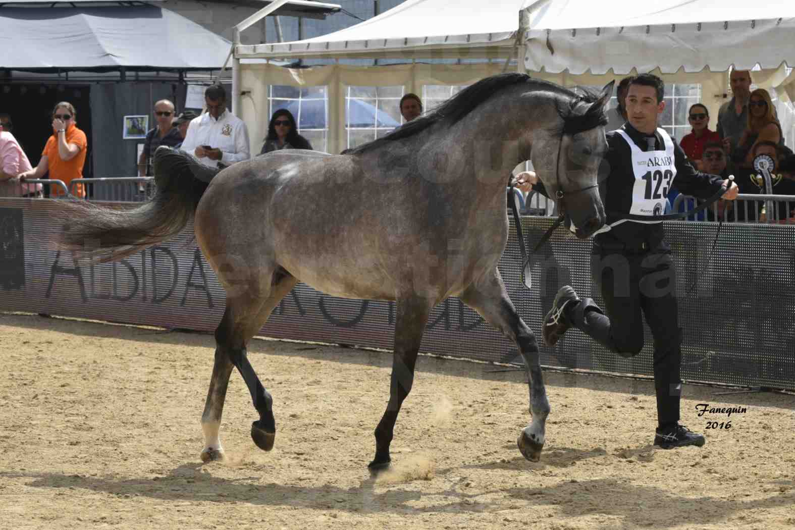 Championnat du pur-sang arabe de la Méditerranée et des pays arabes - MENTON 2016 - SUNDOWN KA - Notre Sélection - 2