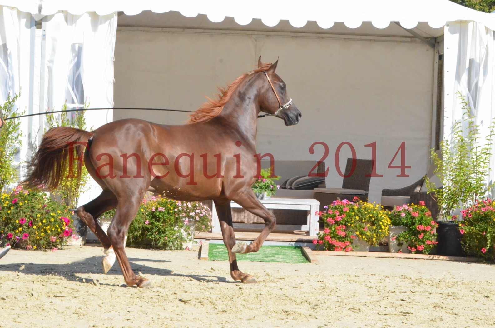 Championnat de FRANCE 2014 - Amateurs - LAMAL - 63