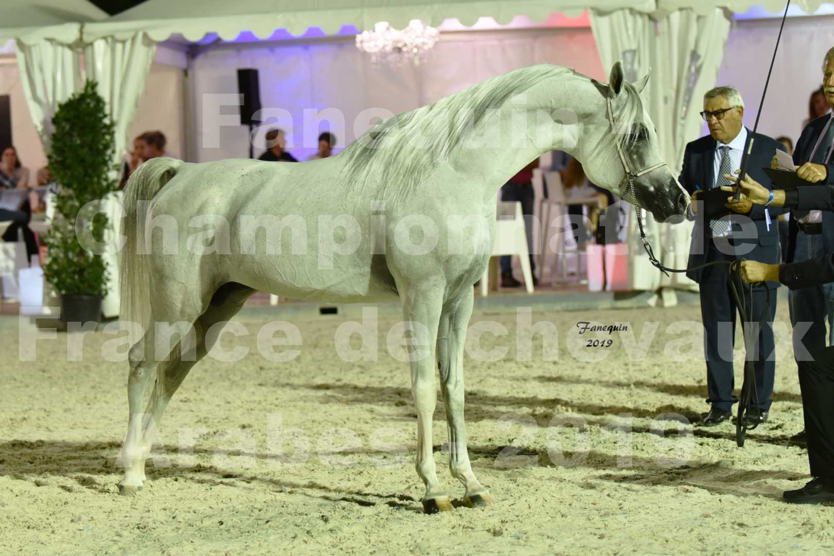 Championnat de France des chevaux Arabes en 2019 à VICHY - SHAMS EL ASHIRAF - 5