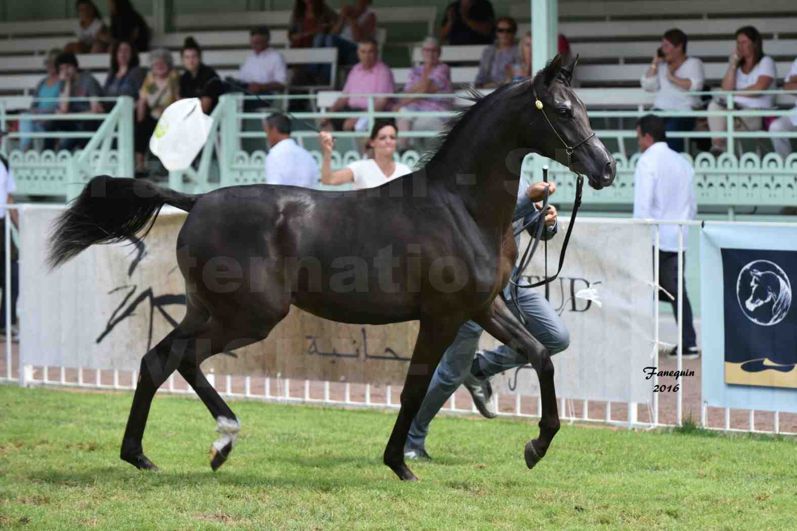 International Arabian Horse Show B de VICHY 2016 - ANNALISA ALIH - Notre Sélection - 6