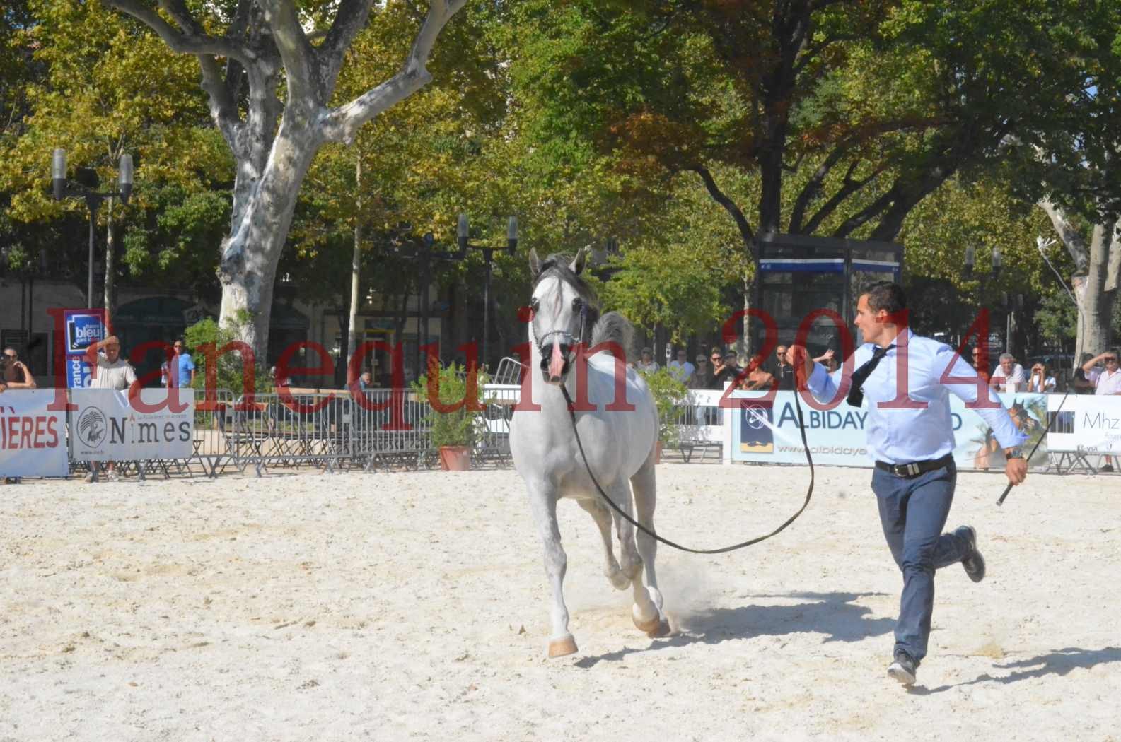 Concours National de Nîmes de chevaux ARABES 2014 - Championnat - SHAOLIN DE NEDJAIA - 28