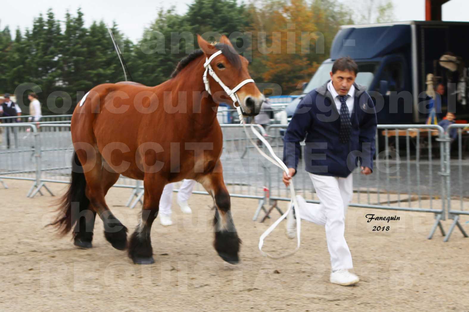 Concours Régional OCCITANIE de chevaux de traits à REQUISTA - COMETE DE GRILLOLES - 1