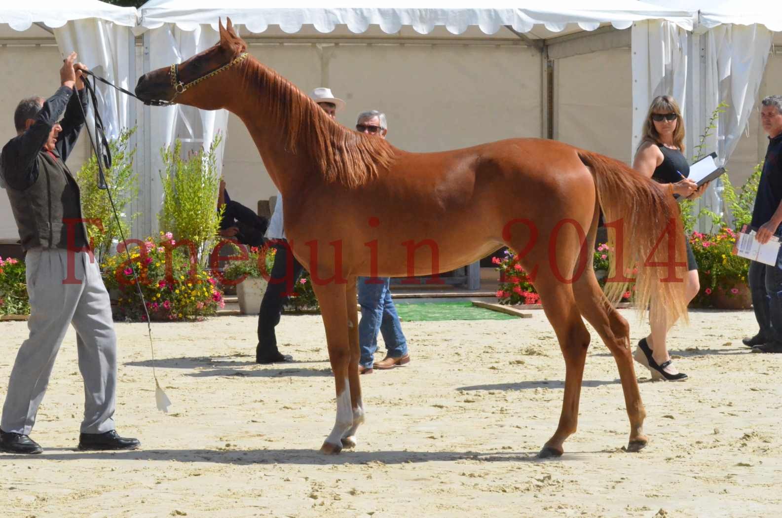 Championnat de FRANCE 2014 - Amateurs - SH CALLAS BINT ARMANI - 41