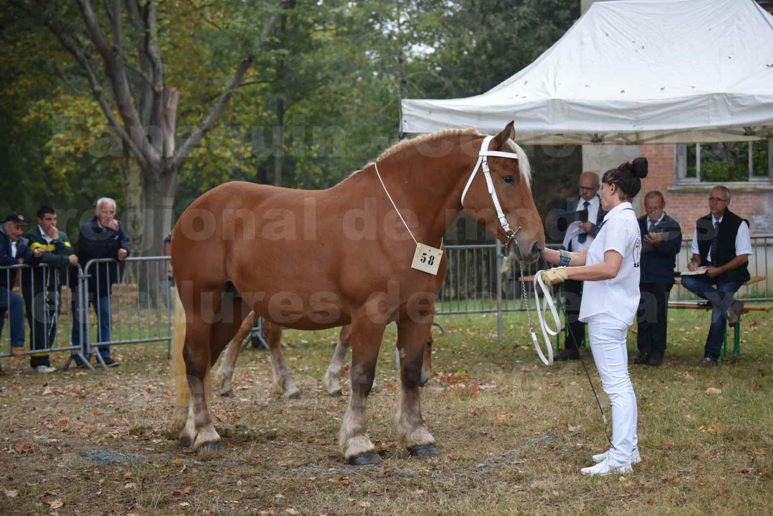 Concours Régional de chevaux de traits en 2017 - Jument & Poulain Trait COMTOIS - DANAEE DE CLAUMONT - 10