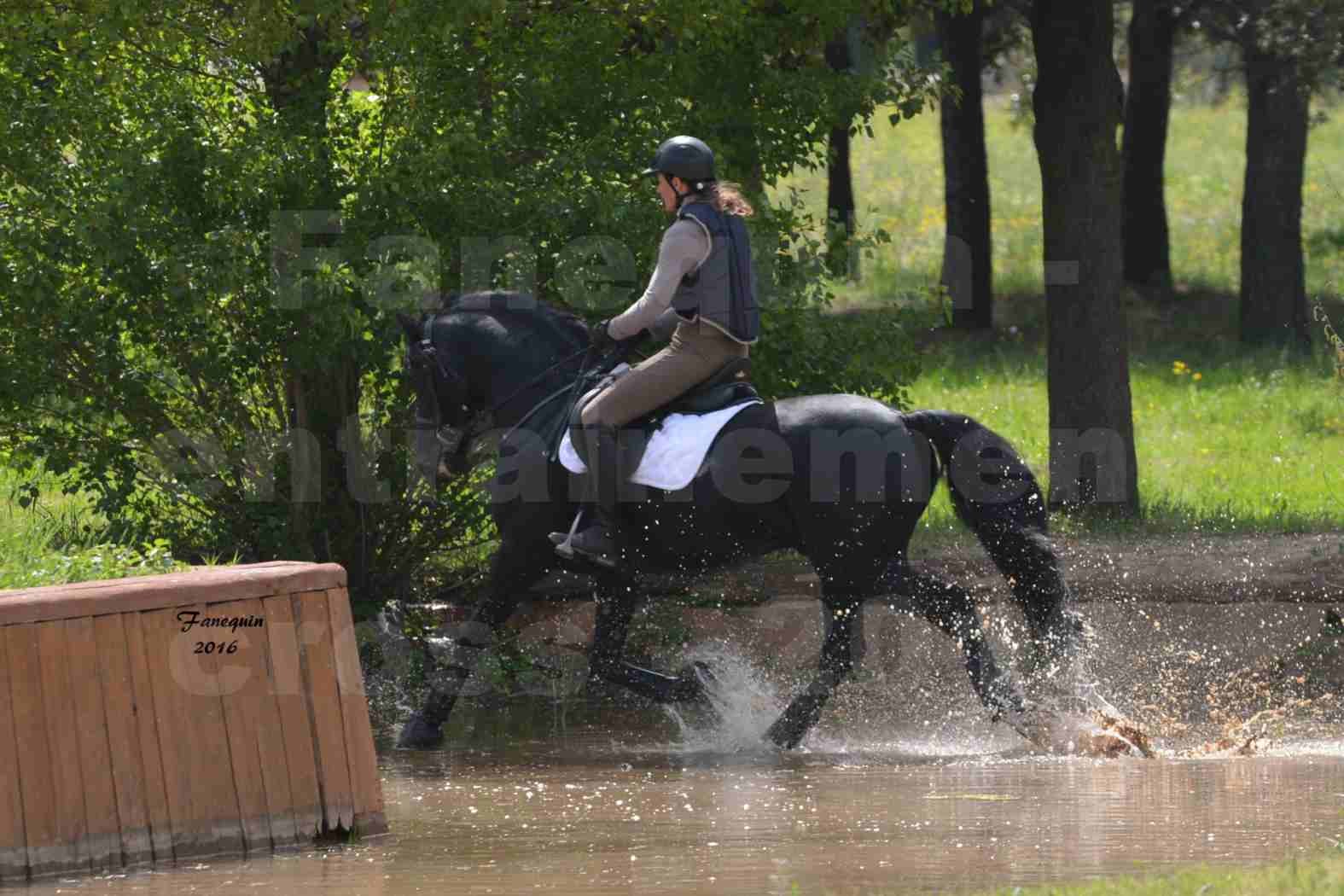 Elevage ARABOFRISON de Noémie CHARNAY - Étalon ARABOFRISON - ARDAN DU BELIER - 094