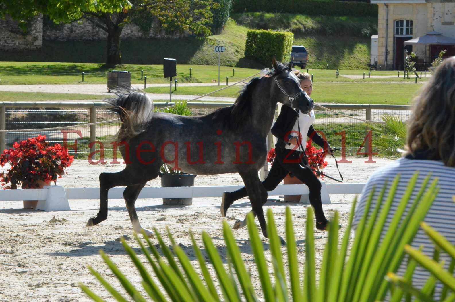 Championnat de FRANCE 2014 - Amateurs - CHTI KAID D'AUBIN - 14